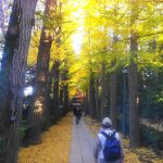 荻窪散歩　～～ラーメン、買い物、大田黒公園の紅葉散策～～
