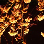 【花見観光】　六義園のしだれ桜と庭園のライトアップ