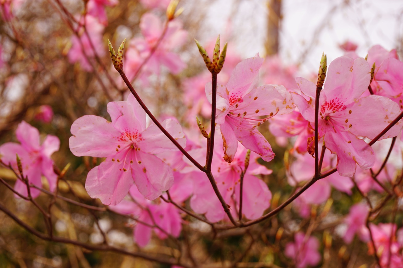 蕨山（奥武蔵）　アカヤシオとミツバツツジ咲き誇る春の日帰り登山