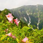 浅草岳　ヒメサユリの大群生と大岩壁の稜線登山（六十里越～鬼ヶ面山）　