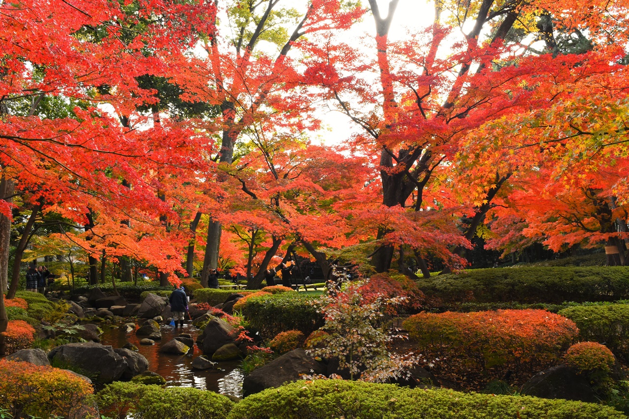 【荻窪】大田黒公園の紅葉風景　見頃を迎えた華やかで静寂な日本庭園
