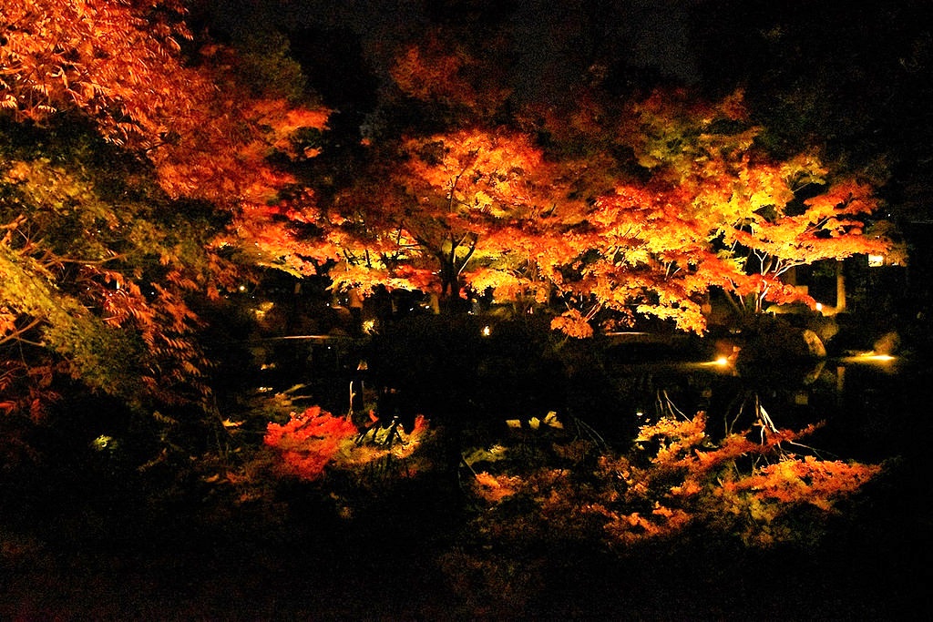 【荻窪】大田黒公園　紅葉のライトアップ