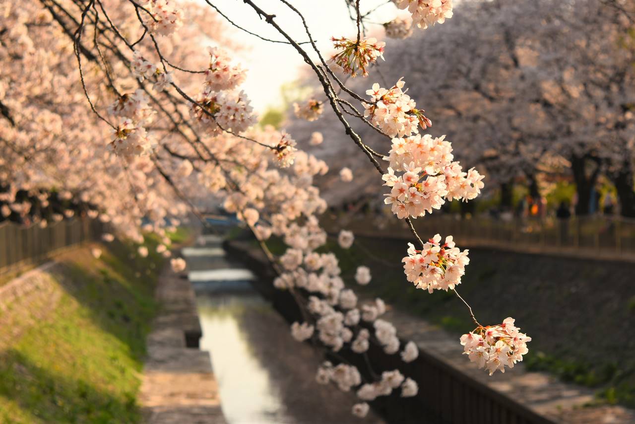 【お花見】東京都杉並区・善福寺川緑地公園の桜風景