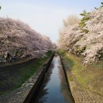 【東京杉並区】善福寺川緑地公園の桜　お花見散歩