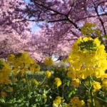 【丹沢】松田山～高松山 満開の河津桜と菜の花 春を感じる登山
