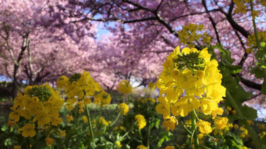 【丹沢】松田山～高松山 満開の河津桜と菜の花 春を感じる登山