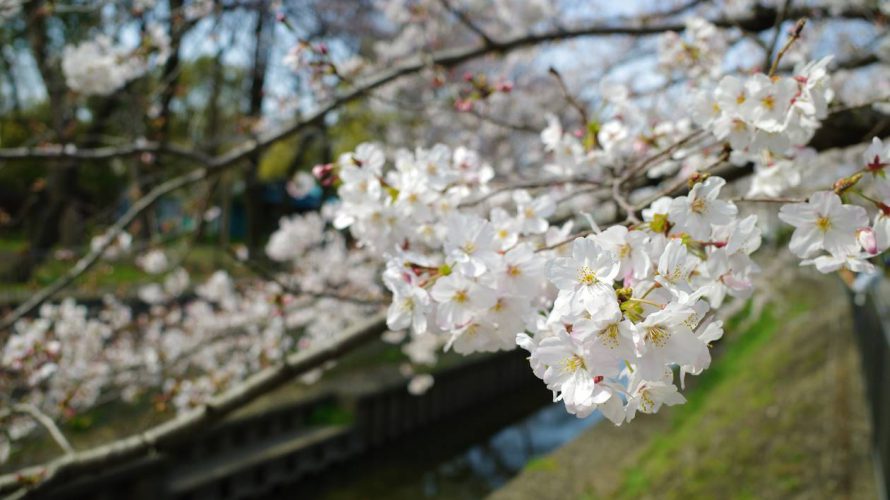 【お花見】善福寺川　見頃を迎えた桜並木
