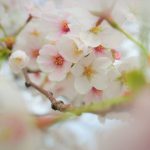 【善福寺川】物寂しい中で迎えた満開の桜