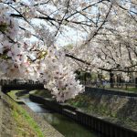 【都内の桜】杉並・善福寺川緑地　満開の桜並木