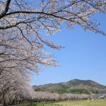 【埼玉】天覧山～巾着田～日和田山 満開の桜とツツジの登山