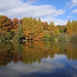 石神井公園の紅葉 見頃を迎えた秋の東京散歩