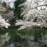 【吉祥寺】井の頭公園の桜