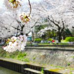 【お花見】善福寺川の桜（満開）