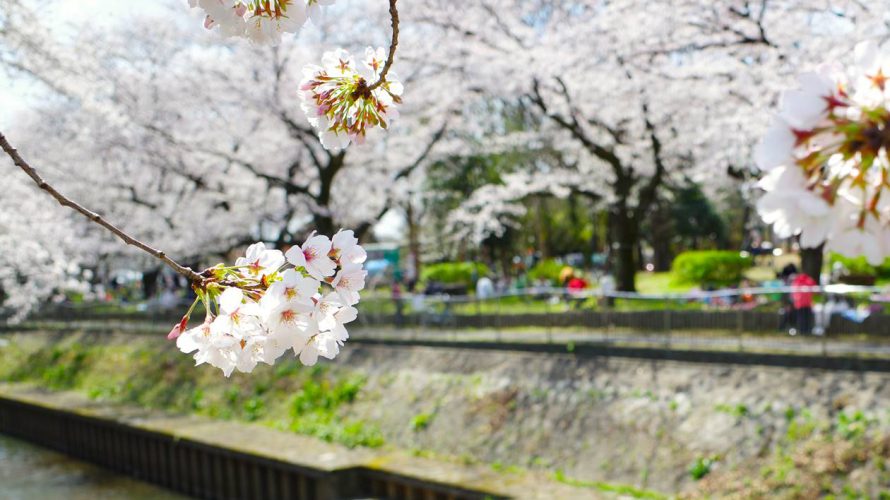 【お花見】善福寺川の桜（満開）