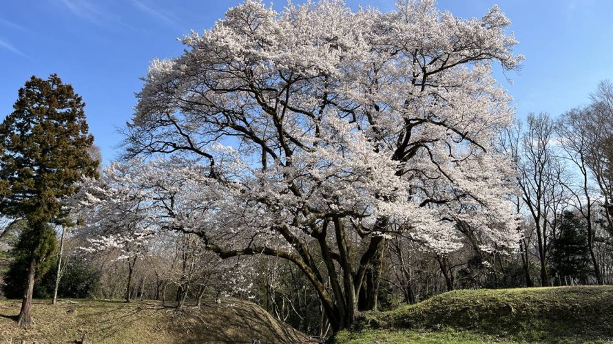 【寄居】鉢形城公園 満開の氏邦桜とカタクリの群生