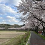 【高麗】満開の巾着田の桜！まだまだ見頃でした