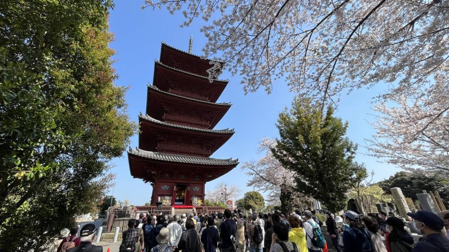 【お花見】池上本門寺 満開の桜と関東最古の五重塔