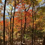 【奥多摩】奈良倉山～鶴寝山～大マテイ山 紅葉が凄まじい！秋の登山