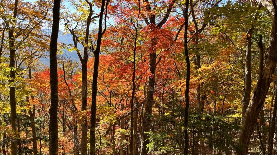 【奥多摩】奈良倉山～鶴寝山～大マテイ山 紅葉が凄まじい！秋の登山