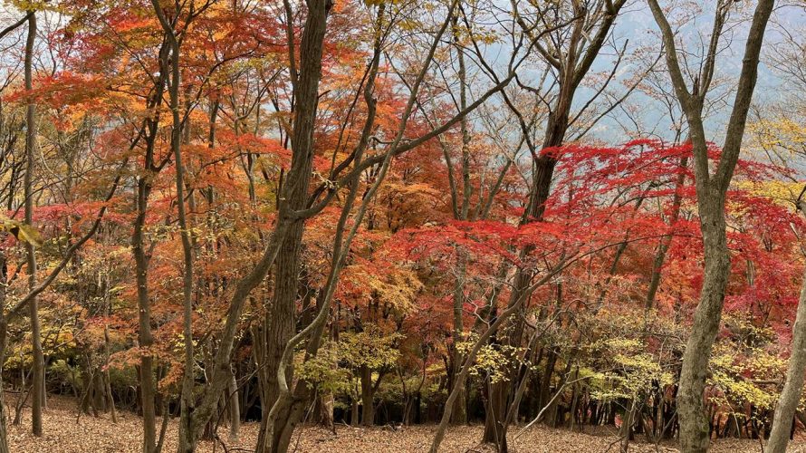 【奥武蔵】伊豆ヶ岳 紅葉が美しい秋の登山（正丸駅〜吾野駅）