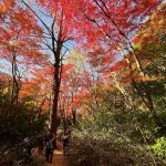鎌倉アルプス 獅子舞の紅葉が凄い！秋のハイキング