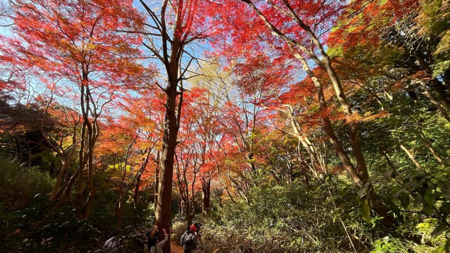 鎌倉アルプス 獅子舞の紅葉が凄い！秋のハイキング
