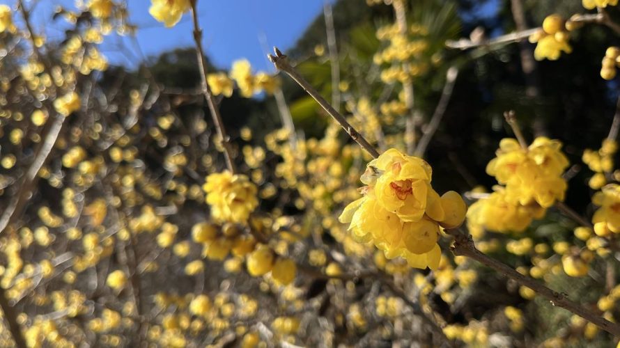 【奥多摩】高水三山 駅から登山 ロウバイが咲いていた！