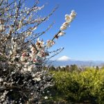 【曽我丘陵】満開の梅と富士山と海の展望！冬の梅林ハイキング
