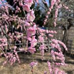 【世田谷】羽根木公園の梅まつり 開花状況
