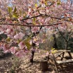 【神奈川】雨乞山 河津桜がすごい！春の低山ハイキング