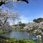 【東京】桜の名所 千鳥ヶ淵〜上野公園・不忍池 お花見ハイキング