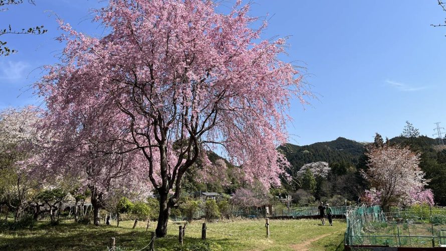 【奥武蔵】ユガテ〜鎌北湖 満開の桜咲く桃源郷へ 春の登山